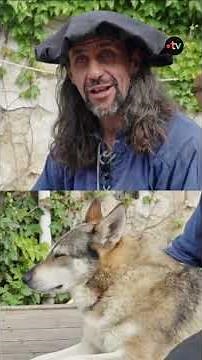 Se promener avec des chiens-loups, une idée de sortie insolite