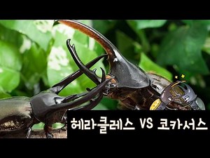 헤라클레스장수풍뎅이 VS 코카서스장수풍뎅이 (Chalcosoma chiron VS Dynastes hercules)의 대결 1부 [ 충우곤충박물관]