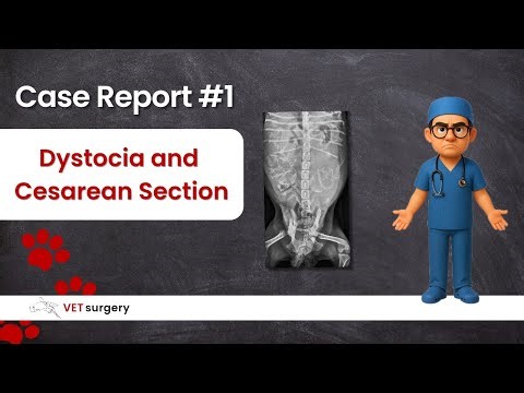 Case Report #1 – Dystocia and Cesarean Section in a Dog | Veterinary Surgery