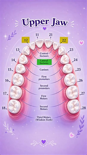 Upper Jaw Teeth Numbering Chart | Maxillary Teeth Anatomy Explained