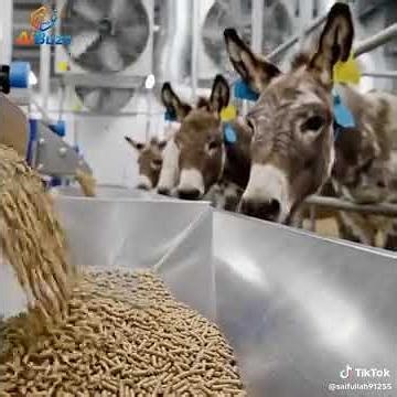 donkey milk farming