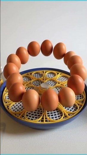 AccuHatch 360: The Easiest Beginner Egg Incubator with Auto Turner, LED Candler & Snap Setup!