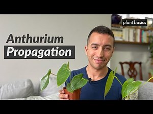 Anthurium Propagation: How to pot up your Anthurium water cuttings