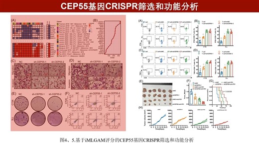 iMeta | 天津肿瘤医院张朋朋等-基于iMLGAM的泛癌免疫治疗反应的预测
