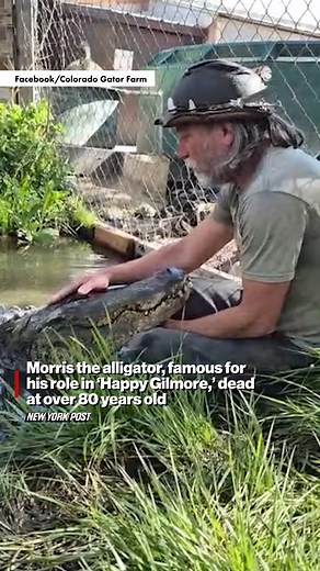 Morris the alligator, famous for his villainous role in Adam Sandler’s classic film “Happy Gilmore,” died of ‘old age’ last week and will now be taxidermied so he can “scare children for years to come,” according to the Colorado Gator Farm. | New York Post Health & Parenting