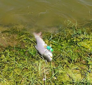 652K views · 5.5K reactions | Spider Fishing Method️ #fishing | #viral | #fishingvideos | #video | #entertainment | #funny Chennai Fishing Club | Chennai Fishing Club | Facebook