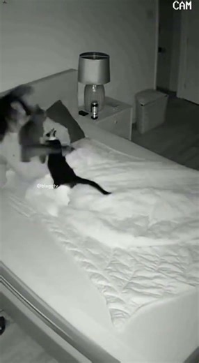 I Went to Bed… They Went to War 😭