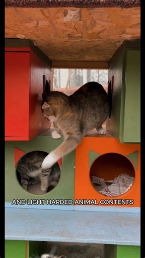 Cute Cats Reacting to Everything - Best Cat Reactions Compilation #CuteCatReactions #FunnyCats #Cats