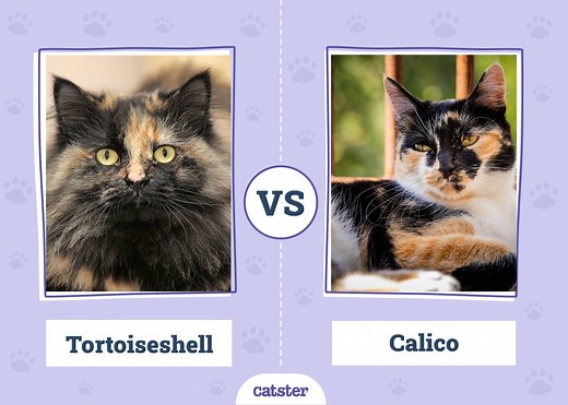 Tortoiseshell Cat vs. Calico: How to Spot the Difference (With Pictures) - Catster