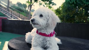 What happens when the dogs you train go on to change lives? Brandon reunites with two cancer survivors and the pups who became their heroes. 🐶💛 Catch it this weekend on Lucky Dog, only on CBS. | Lucky Dog