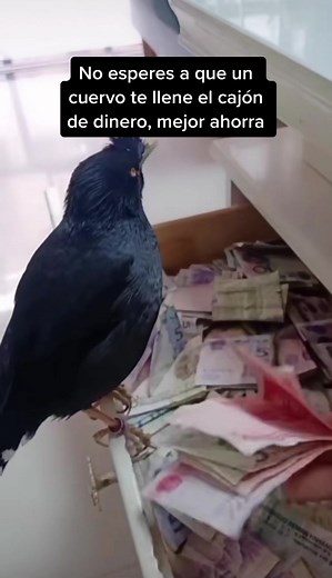 El divertido cuervo que trae dinero para ti