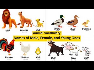 Animal Vocabulary: Names of Male, Female, and the Young Ones