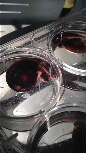 Biomphalaria glabrata snail shedding Schistosoma mansoni cercariae