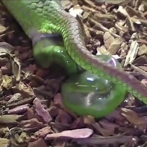 1.6M views · 10K reactions | Close-up moment green snake gives birth Join my group : Animals Kingdom  Thank you so much  | Dog America | Facebook