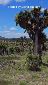 20K views · 2.5K reactions | A high-altitude desert in Central Mexico and its stunning reptile inhabitants! 3 species of rattlesnakes live here, including the highly venomous Huamantlan rattlesnake (Crotalus scutulatus salvini). #livingzoology #venomoussnakes #snakephotography #snakes #snake #snakevideo #reptiles #amazingsnakes #wildlife #rattlesnake #crotalus #wildlifemexico #pitviper | Living Zoology | Facebook