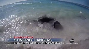 STINGRAY DANGERS: After 15 people were treated earlier this week, another 12 beachgoers have been stung at the same San Diego beach. Adrienne Bankert on why stings are on the rise and what swimmers need to know. https://abcn.ws/2Rgys9O | ABC World News Tonight with David Muir