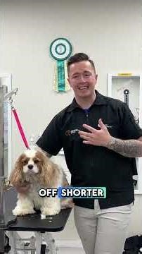 ✂️ The Truth About Shaving Matted Dogs