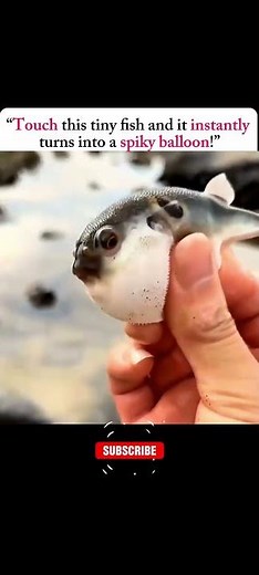 "How Pufferfish Inflate Themselves! 🐡⚠️ | Nature’s Smartest Defense"