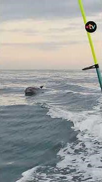 Quand tu pars à la pêche avec un copain et que tu tombes sur un groupe d'une dizaine de dauphins