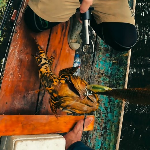 1.5K views · 51 reactions | Fishing for blackbass can get bumblebee grouper is a good luck, a very beautiful grouper and very bright yellow color, to fish for blackbass, spottail and bumblebee grouper, please join me. Come and Join Me for Next 2026‼️ #wildfishing #fishing #mancing #siberutisland #guidefishing #eddyfishing #eddyfishingguideservice #myfishingandmyadventure #myfishingtrip | EDDY Fishing Guide Service | Facebook