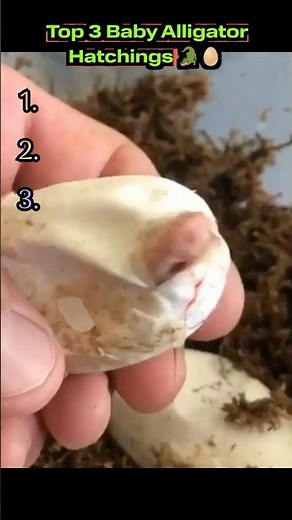 Top 3 Baby Alligator Hatchings 🐊🥚