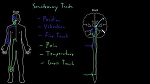 Somatosensory tracts