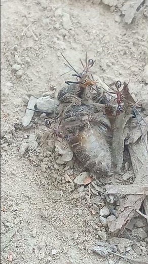 Small Ant Big Strength | Real Nature Power