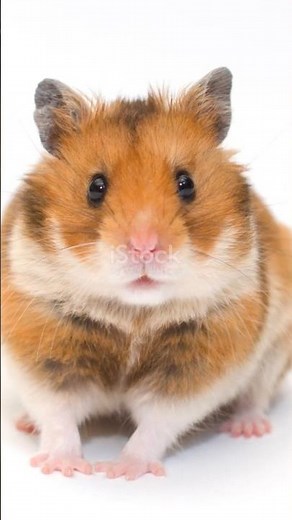 Can Hamsters REALLY Recognize Their OWN Names?