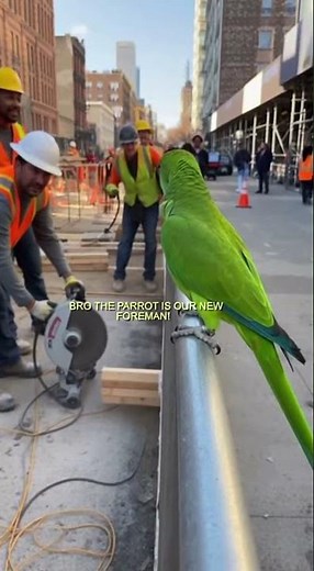 Angry Parrot SCREAMS at Construction Workers Like a Real Boss 😂🔥 (Caught on Phone Camera)