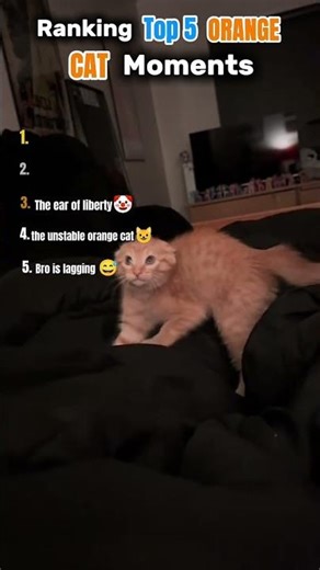 The Orange Cat Chronicles: 5 Times the Brain Cell Was Missing #cat