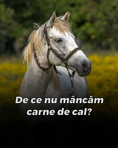 199K views · 4.1K reactions | Deși în multe părți ale lumii este considerată o delicatesă, carnea de cal este rar consumată în România. | Atlas Geografic | Facebook