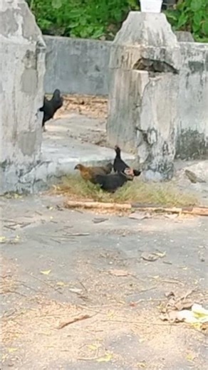 Hens and Baby Chicks Eating from the Ground #naturevideo #nature #birds