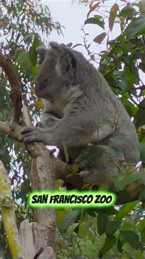 This Koala Woke Up Just in Time! 🐨