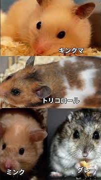 ゴールデンハムスター紹介動画
