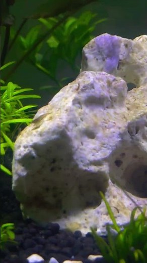 ​🦐 BABY EXPLOSION! I Found 3 Newborn Shrimp! My Planted Aquarium Is Working! #videoviral