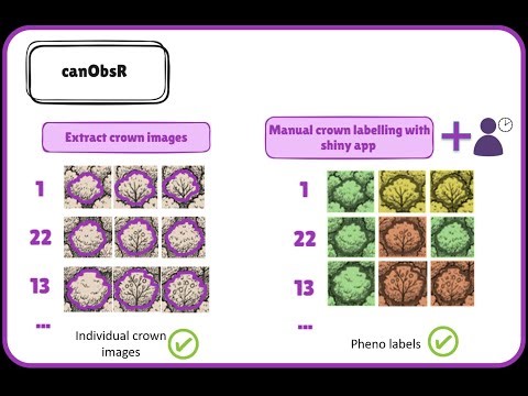canObsR Tutorial 5 - Generate-crown-labels