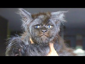 Extremely rare Maine Coon cat is born in Russia!
