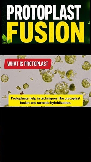 Protoplast Fusion Explained in 1 Minute 🌱 | Botany Shorts.
