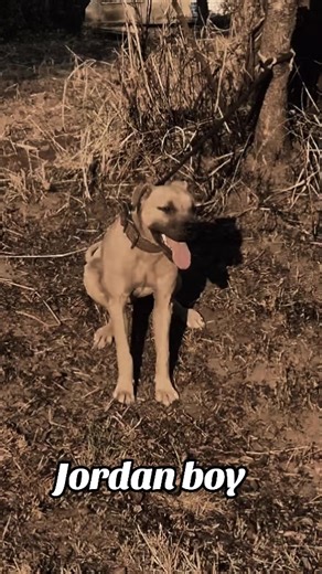 #jordan #apbt_game_dog🐊 #apbt_game_dog