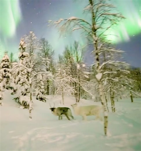 The battle under the aurora | Aurora Borealis Observatory