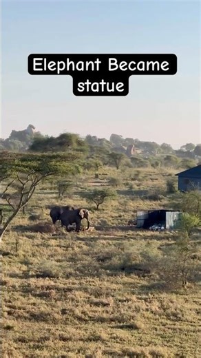 🐘 Elephant Freezes Like a Statue After Seeing Hot Air Balloon in Serengeti! | Flying Adventure