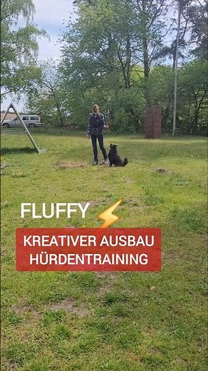 🔥WAS meinst Du? Hürdentraining mit Shar-Pei FLUFFY #shorts #dogvideos #dogtraining #dogsports #dog