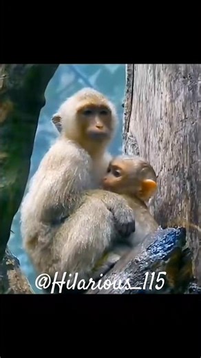 The Saddest Moment Between Mother and Baby Monkey #shorts #emotional #wildlife