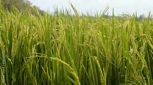 paddy farming in the field