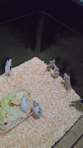 Feeder Mice Breeding for snake🐍 #breeding #mice #snake