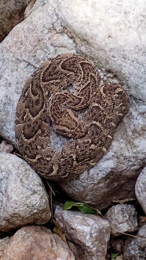 💛 Hey Puffy, Puffy 💛 #Adderbuddy | Kat Kaboodle