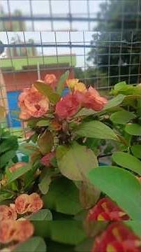 🌸 Euphorbia Milii (Crown of Thorns) – Complete Care & Growing Tips