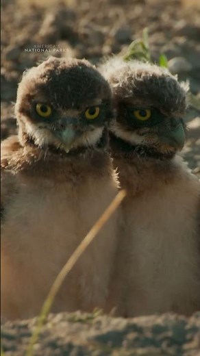 Now loading: 30 seconds of burrowing owl chicks to make your day 🥹 #AmericasNationalParks