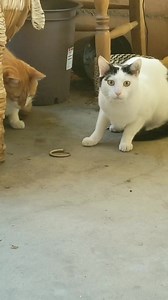 23K views · 837 reactions | FOUND LIZARD TAIL WARNING! If anyone is missing a lizard's tail, my cats accidentally mistook it for theirs. It'll be in the lost n found until somebody claims it. #catsofinstagram #funnycat #voiceover #petsofinstagram #wildlife #lizard #talkingcat #businesscats #buckaroodoug #babysitter #magic #lost #found #cat #catch #catchallenge #catdad #animals #wildanimals #catperson #crazycat #sketchcomedy #nature | Drennon Davis | Facebook