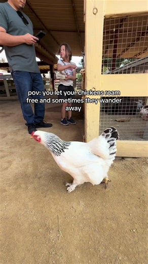 all inside the petting zoo, of course! you could say they're free range 🐓🫶